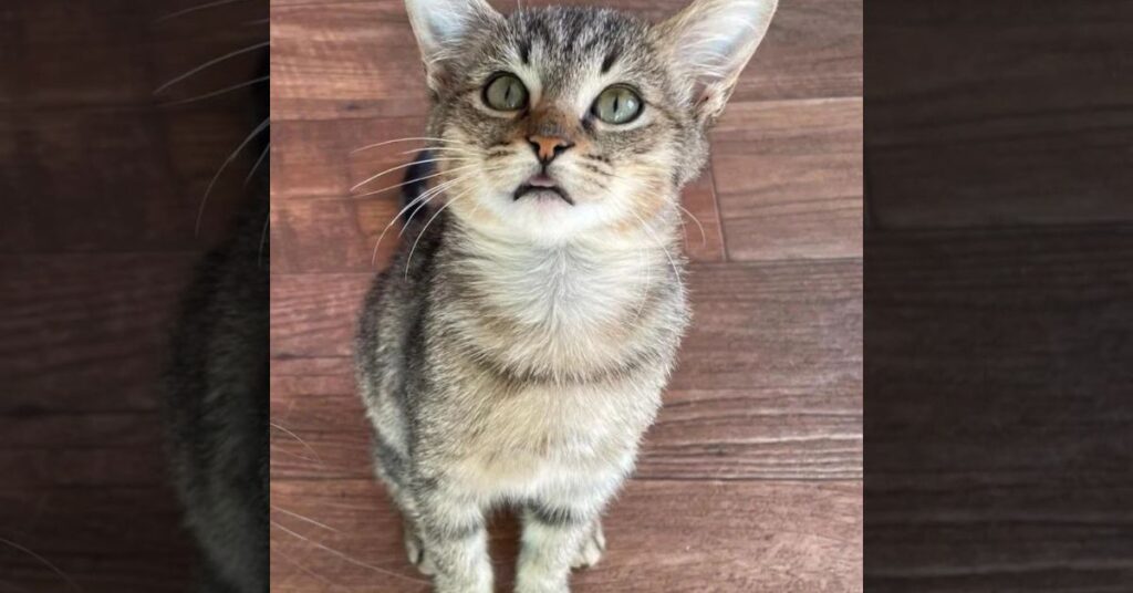 A Woman Finds Love in a Wall How a Stray Kitten Changed Everything 5