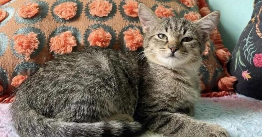 A Woman Finds Love in a Wall How a Stray Kitten Changed Everything 7