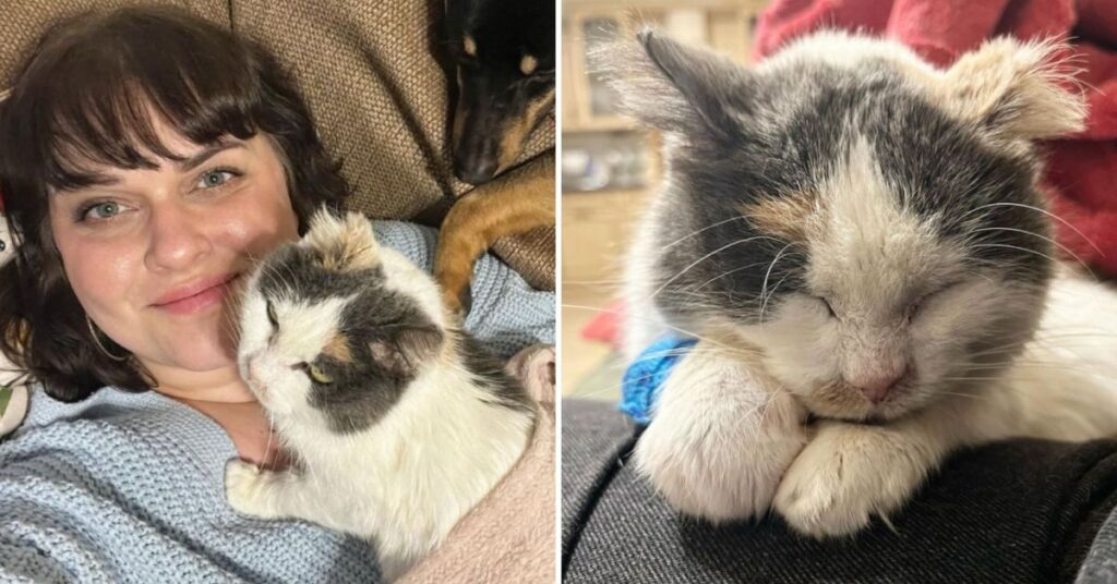 After 10 Long Years, Stray Cat Finds A Home Where She Feels So Safe She ...