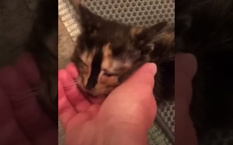 Blind Cat Sees the World Through Loves Eyes 1