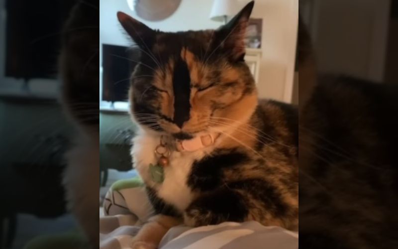 Blind Cat Sees the World Through Loves Eyes 2