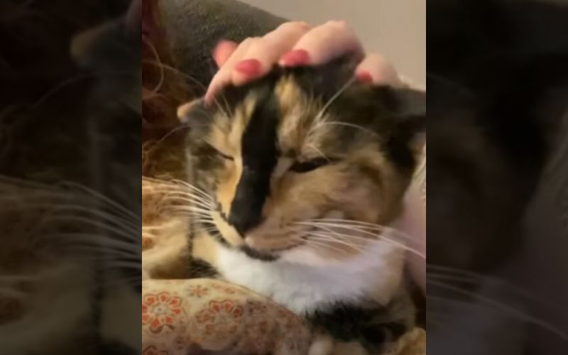 Blind Cat Sees the World Through Loves Eyes 3