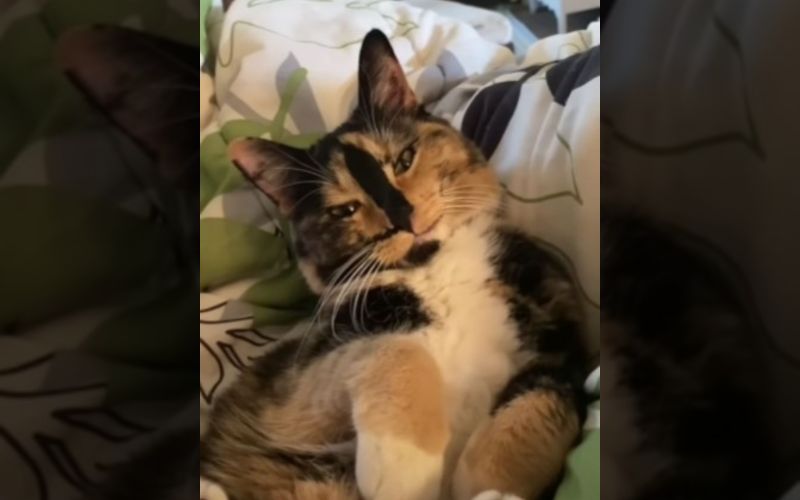 Blind Cat Sees the World Through Loves Eyes 4