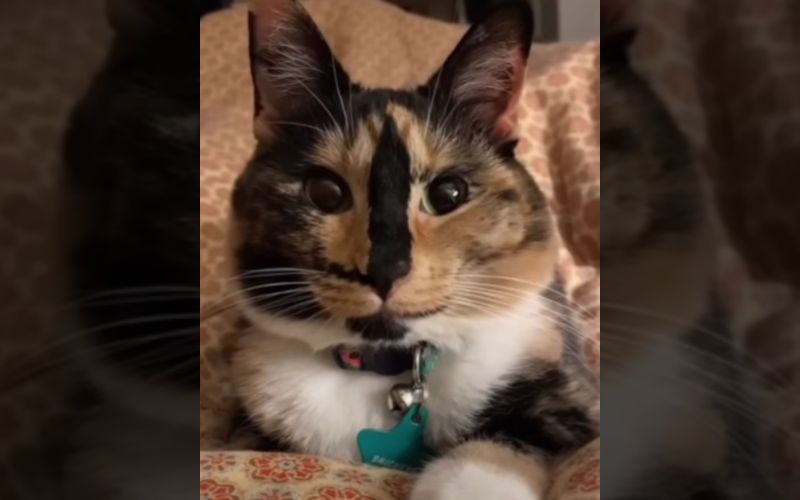 Blind Cat Sees the World Through Loves Eyes 5