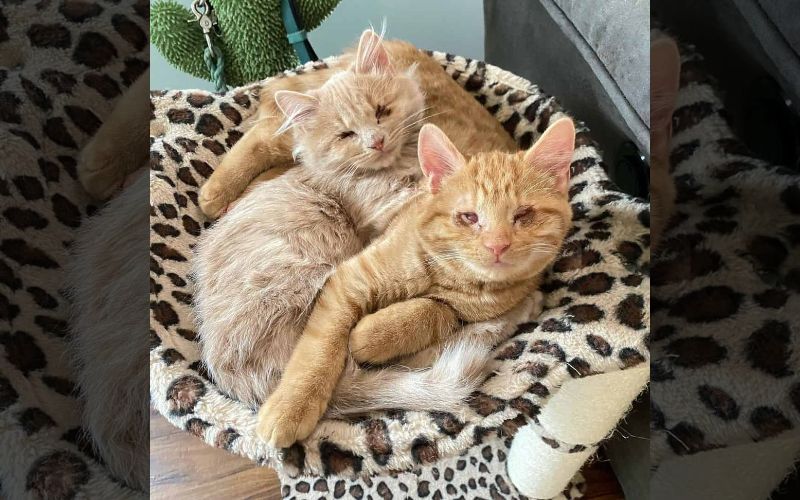 Blind Kittens Chirp to Find Each Other in a Heartwarming Tale of Resilience and Love 1