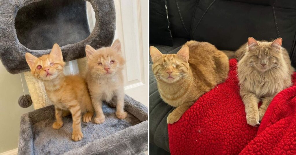 Blind Kittens Chirp to Find Each Other in a Heartwarming Tale of Resilience and Love