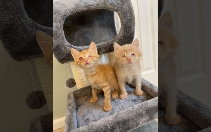 Blind Kittens Chirp to Find Each Other in a Heartwarming Tale of Resilience and Love 2