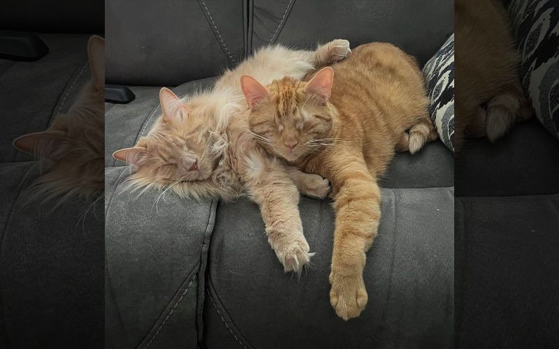 Blind Kittens Chirp to Find Each Other in a Heartwarming Tale of Resilience and Love 3