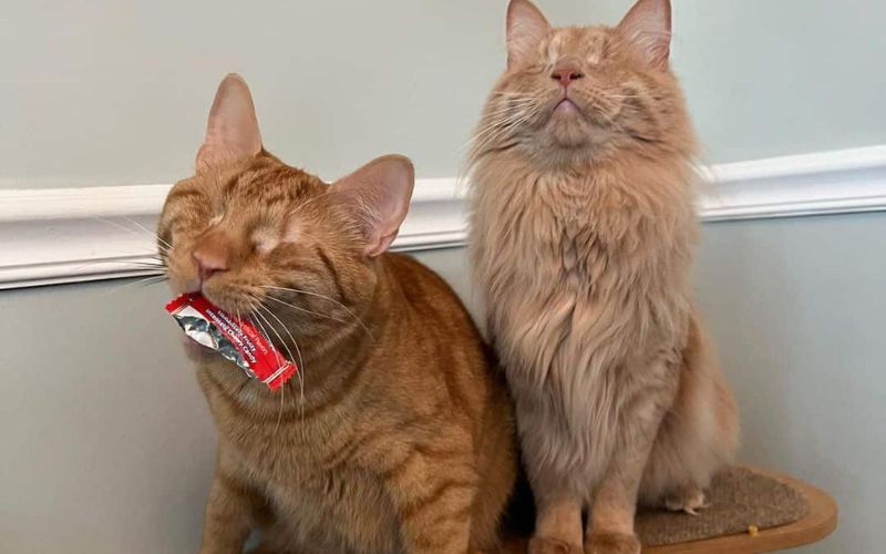 Blind Kittens Chirp to Find Each Other in a Heartwarming Tale of Resilience and Love 4
