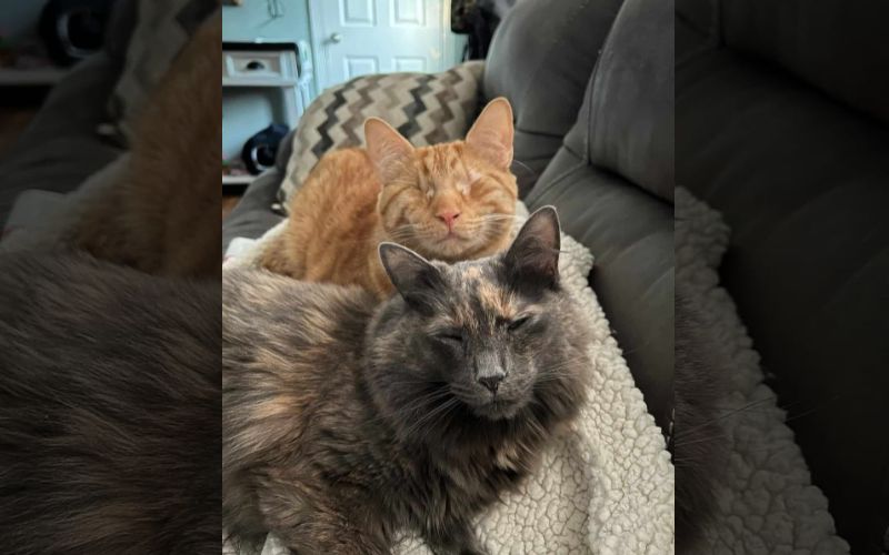 Blind Kittens Chirp to Find Each Other in a Heartwarming Tale of Resilience and Love 5