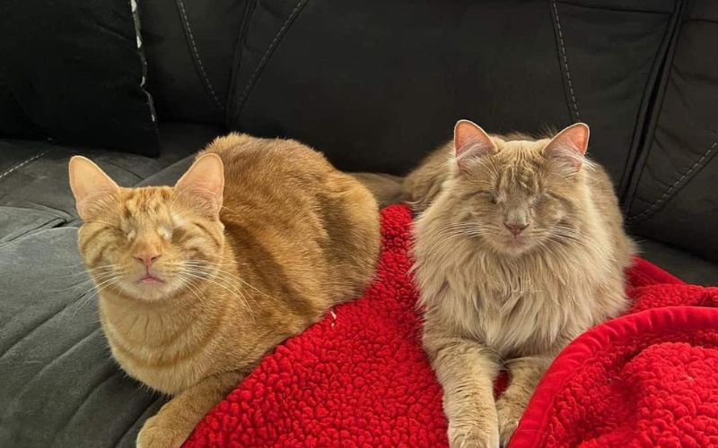 Blind Kittens Chirp to Find Each Other in a Heartwarming Tale of Resilience and Love 6