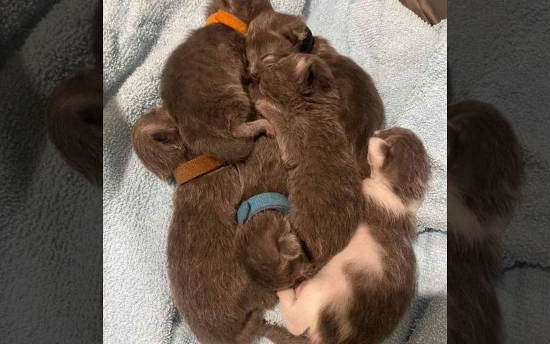 Brave Mother Cat Keeps Her Babies Together And Desperately Waits For ...
