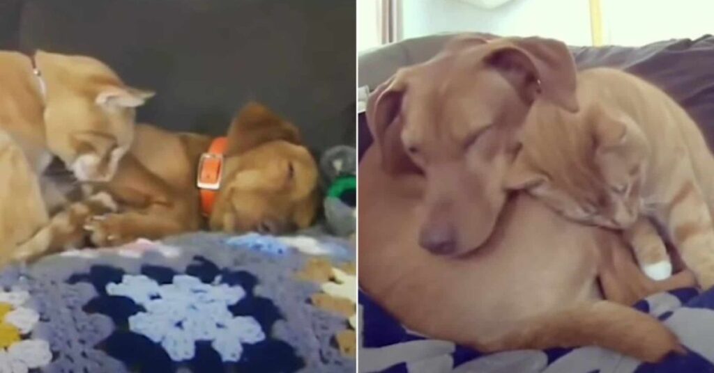 Camera Captures Cat Comforting Anxious Dog While Their Owners Are Away