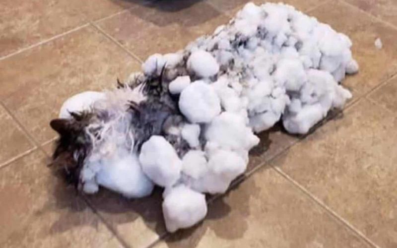 Cat Buried in Snow Finds Warmth and Life Again in Heartwarming Rescue 1