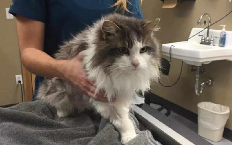 Cat Buried in Snow Finds Warmth and Life Again in Heartwarming Rescue 3