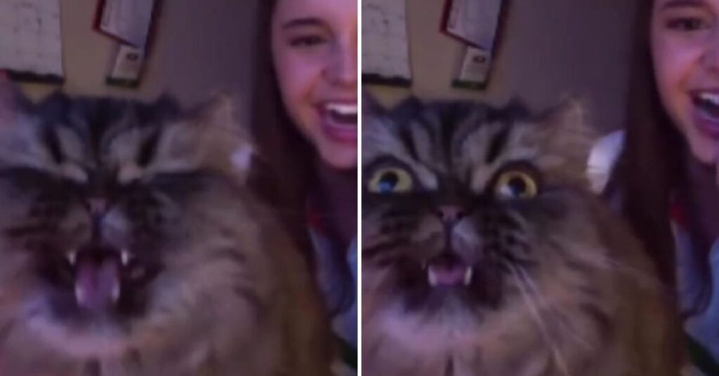 Cat Interrupts Owners Opera Singing And Their Video Goes Viral In An Instant