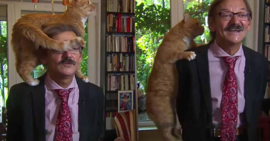 Cat Interrupts Tv Interview Steals Hearts Worldwide