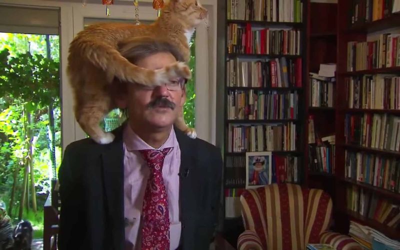 Cat Interrupts Tv Interview Steals Hearts Worldwide