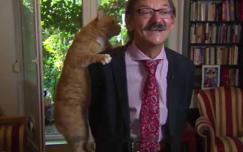 Cat Interrupts Tv Interview Steals Hearts Worldwide