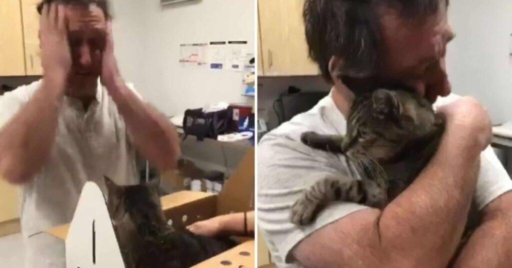 Cat Missing For 7 Years Finally Reunites With His Forever Hooman