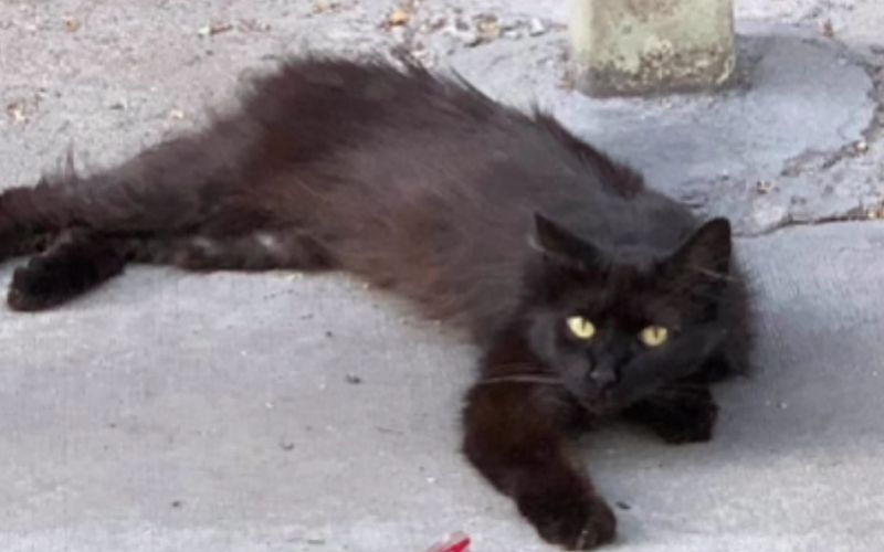 Cat With Cancer Miraculously Surpasses Her Six-Month Mark, Proving That ...
