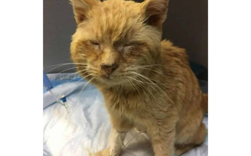 Elderly Stray Cat Cant Stop Chirping With Joy After Being Saved From The Brink Half Frozen 1