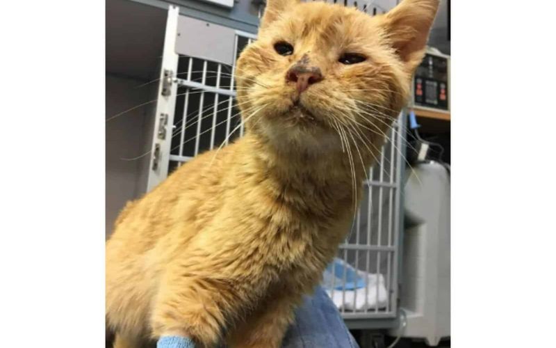 Elderly Stray Cat Cant Stop Chirping With Joy After Being Saved From The Brink Half Frozen 3