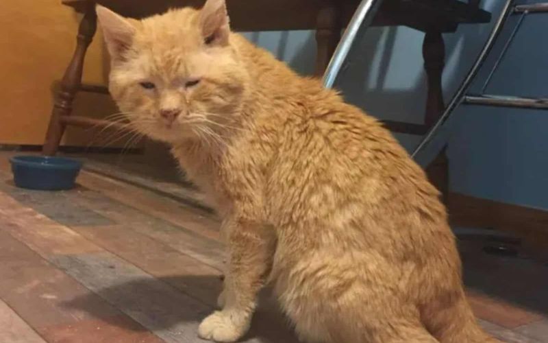 Elderly Stray Cat Cant Stop Chirping With Joy After Being Saved From The Brink Half Frozen 4