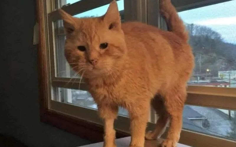Elderly Stray Cat Cant Stop Chirping With Joy After Being Saved From The Brink Half Frozen 6