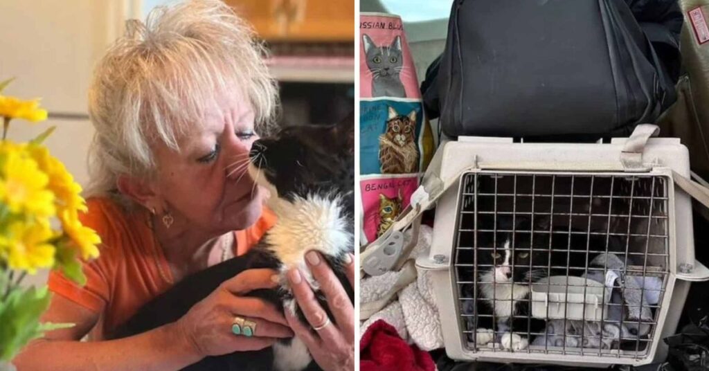 Family Reunites with Missing Cat After 2 Years and a 1000-Mile Journey