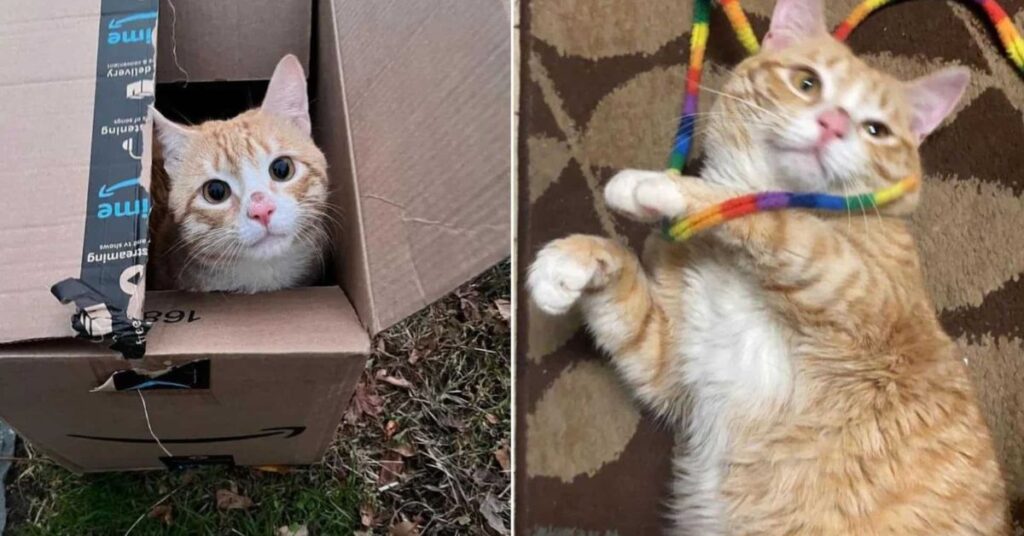 Ginger Cat In A Box Finds A Forever Home And A New Best Friend