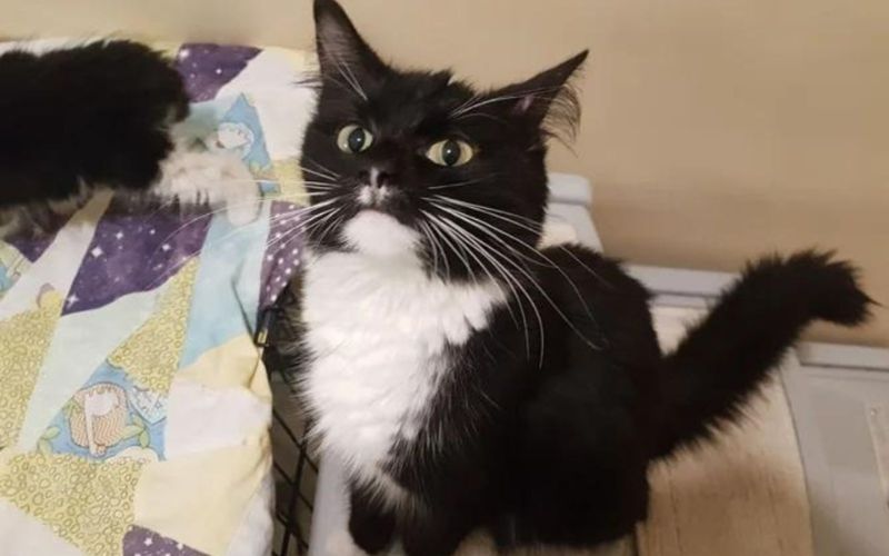 Guy Goes To Adopt A Cat And Her Kitten But Ends Up Adopting The Entire Litter Guy Goes To Adopt A Cat And Her Kitten But Ends Up Adopting The Entire Litter 2