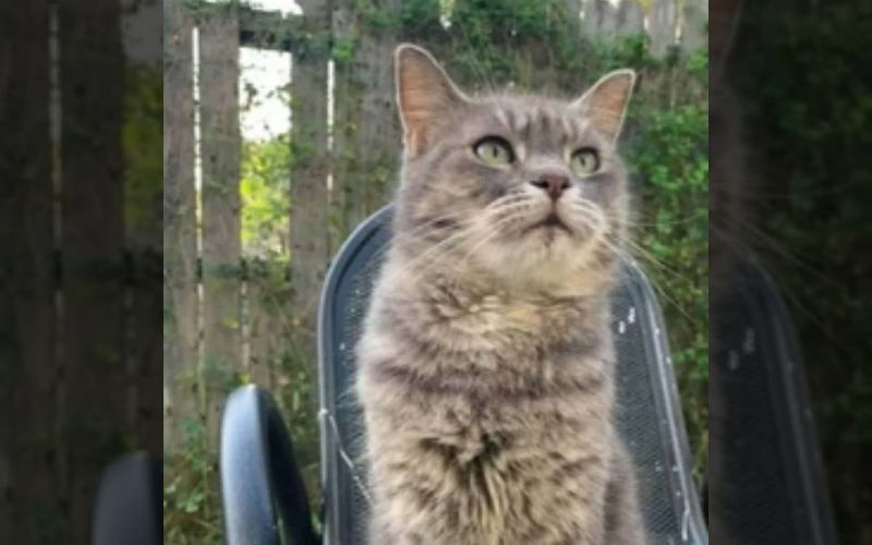 Lost Cat Returns After 7 Years and 1,500 Miles: A Heartwarming Surprise