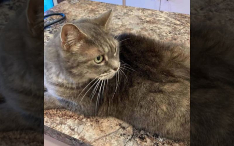 Lost Cat Returns After 7 Years and 1,500 Miles: A Heartwarming Surprise