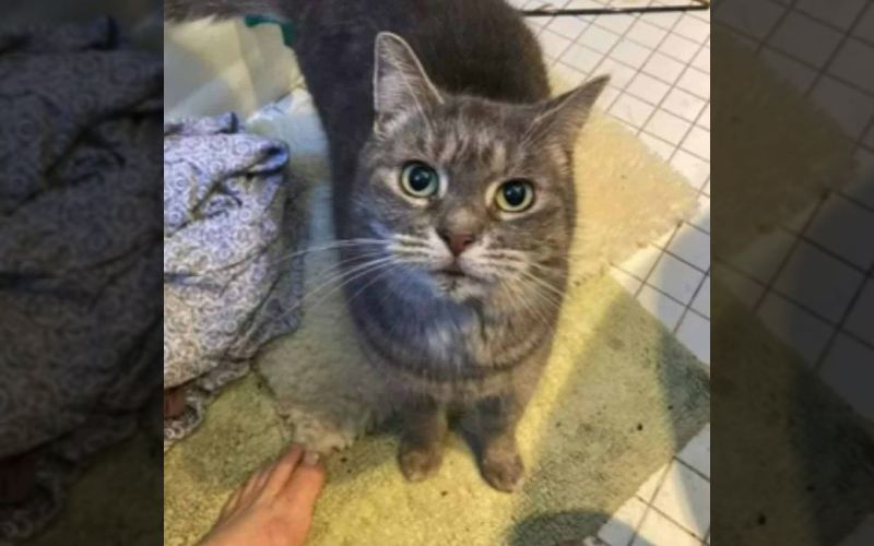 Lost Cat Returns After 7 Years and 1,500 Miles: A Heartwarming Surprise