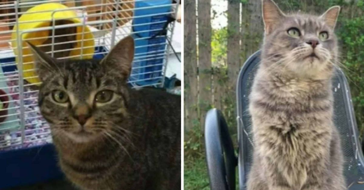 Lost Cat Returns After 7 Years and 1,500 Miles: A Heartwarming Surprise