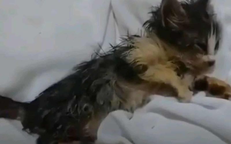 Man Finds Almost Lifeless Kitten In A Pile Of Garbage And Does Something Incredible 3