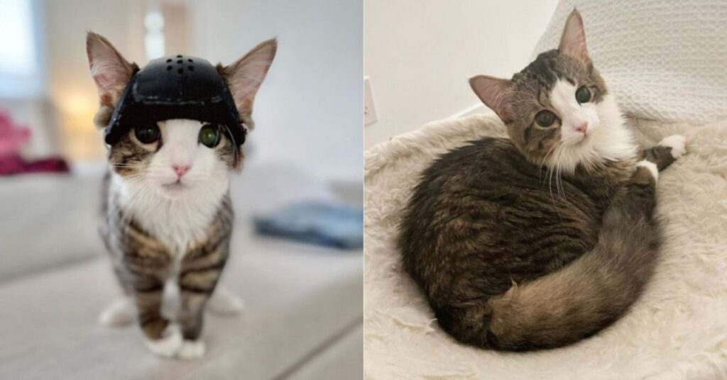 Milly The ‘Helmet Queen Survives Brain Surgery And Gets A Second Chance At Life