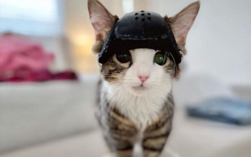 Milly The ‘Helmet Queen Survives Brain Surgery And Gets A Second Chance At Life 2