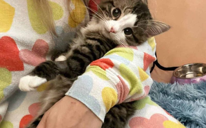Milly The ‘Helmet Queen Survives Brain Surgery And Gets A Second Chance At Life 3