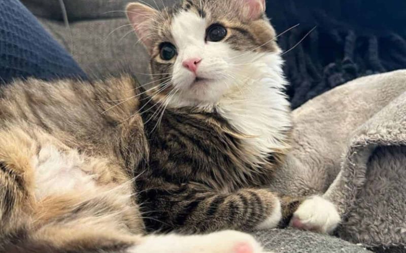 Milly The ‘Helmet Queen Survives Brain Surgery And Gets A Second Chance At Life 4