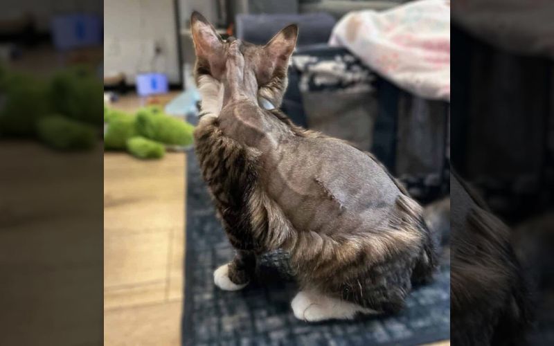 Milly The ‘Helmet Queen Survives Brain Surgery And Gets A Second Chance At Life 5