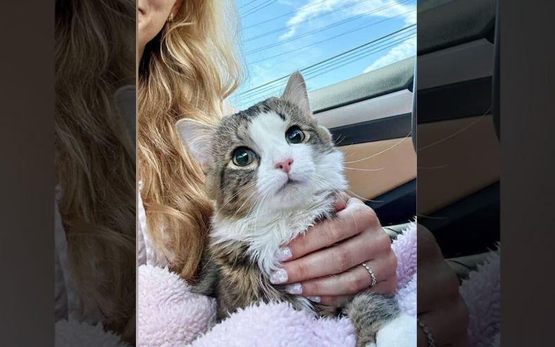 Milly The ‘Helmet Queen Survives Brain Surgery And Gets A Second Chance At Life 6