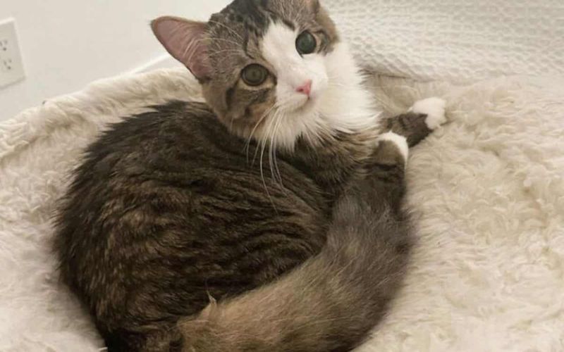 Milly The ‘Helmet Queen Survives Brain Surgery And Gets A Second Chance At Life 7