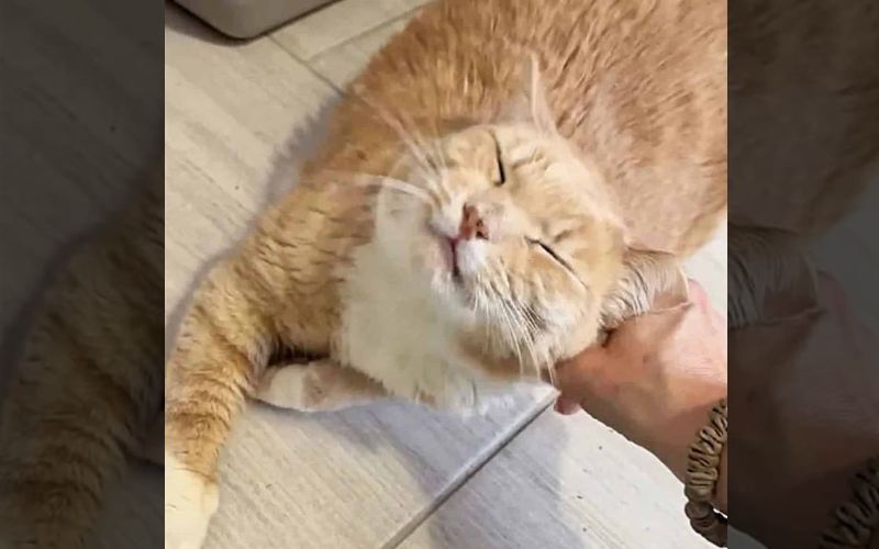 Poor Cat Ends Up At The Shelter After His Owner Passed Away 1