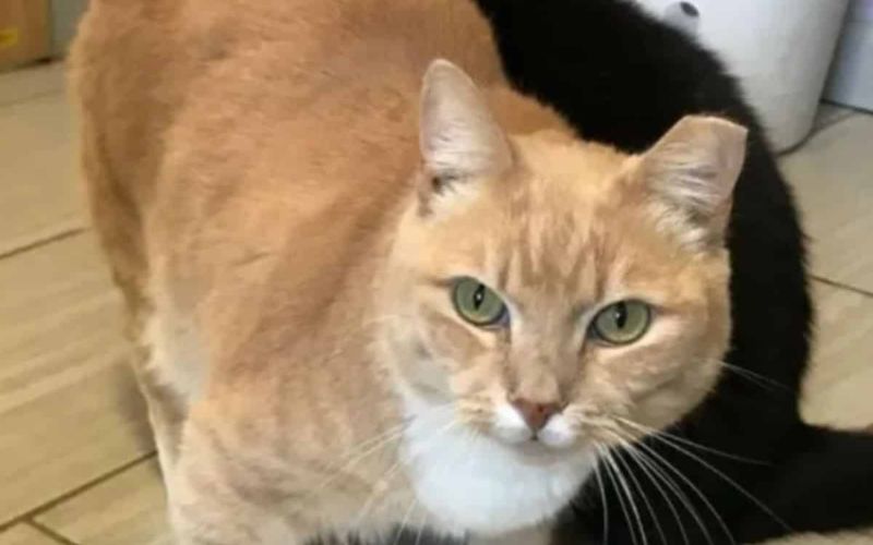 Poor Cat Ends Up At The Shelter After His Owner Passed Away 3