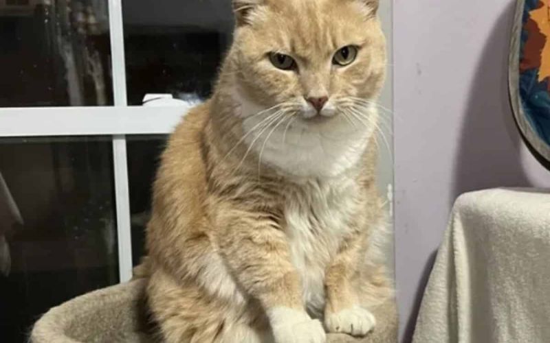 Poor Cat Ends Up At The Shelter After His Owner Passed Away 4