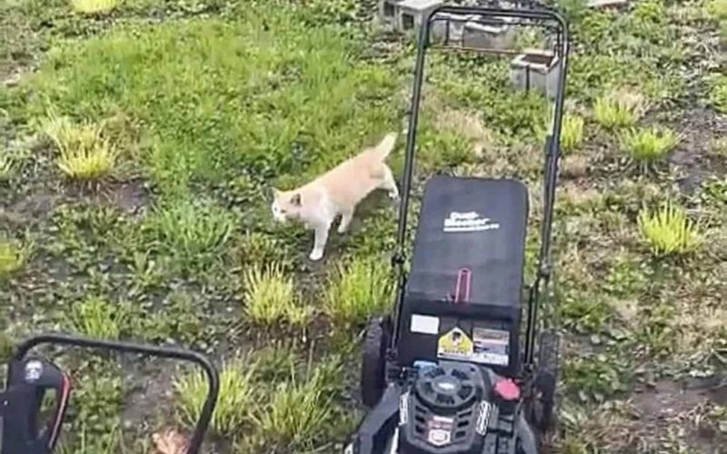 Starving Cat Finds His Way To The Shelter All By Himself And Begs For Help 1
