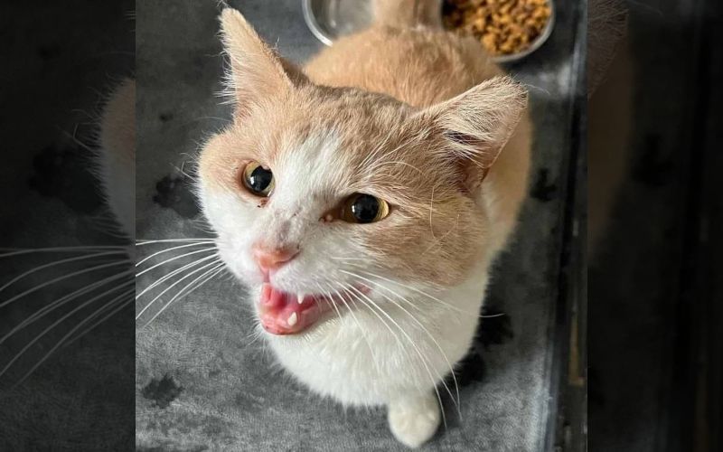 Starving Cat Finds His Way To The Shelter All By Himself And Begs For Help 2