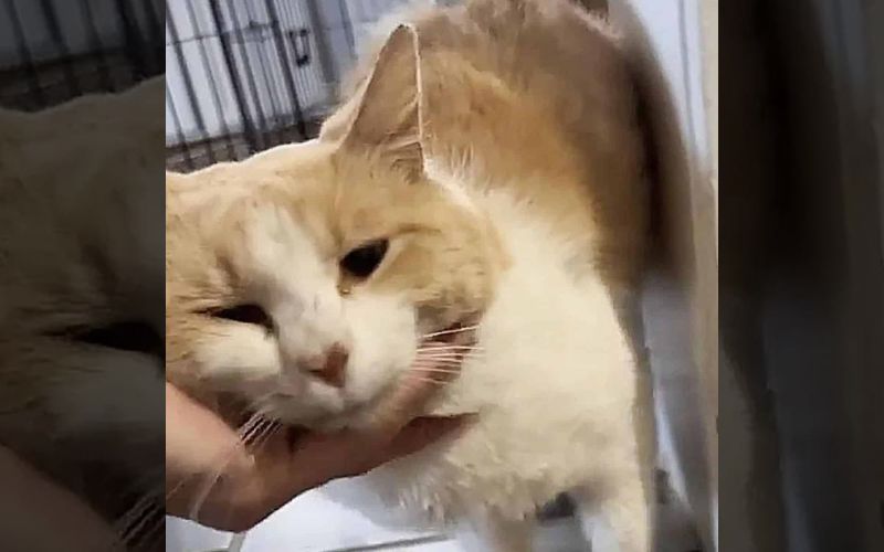 Starving Cat Finds His Way To The Shelter All By Himself And Begs For Help 3